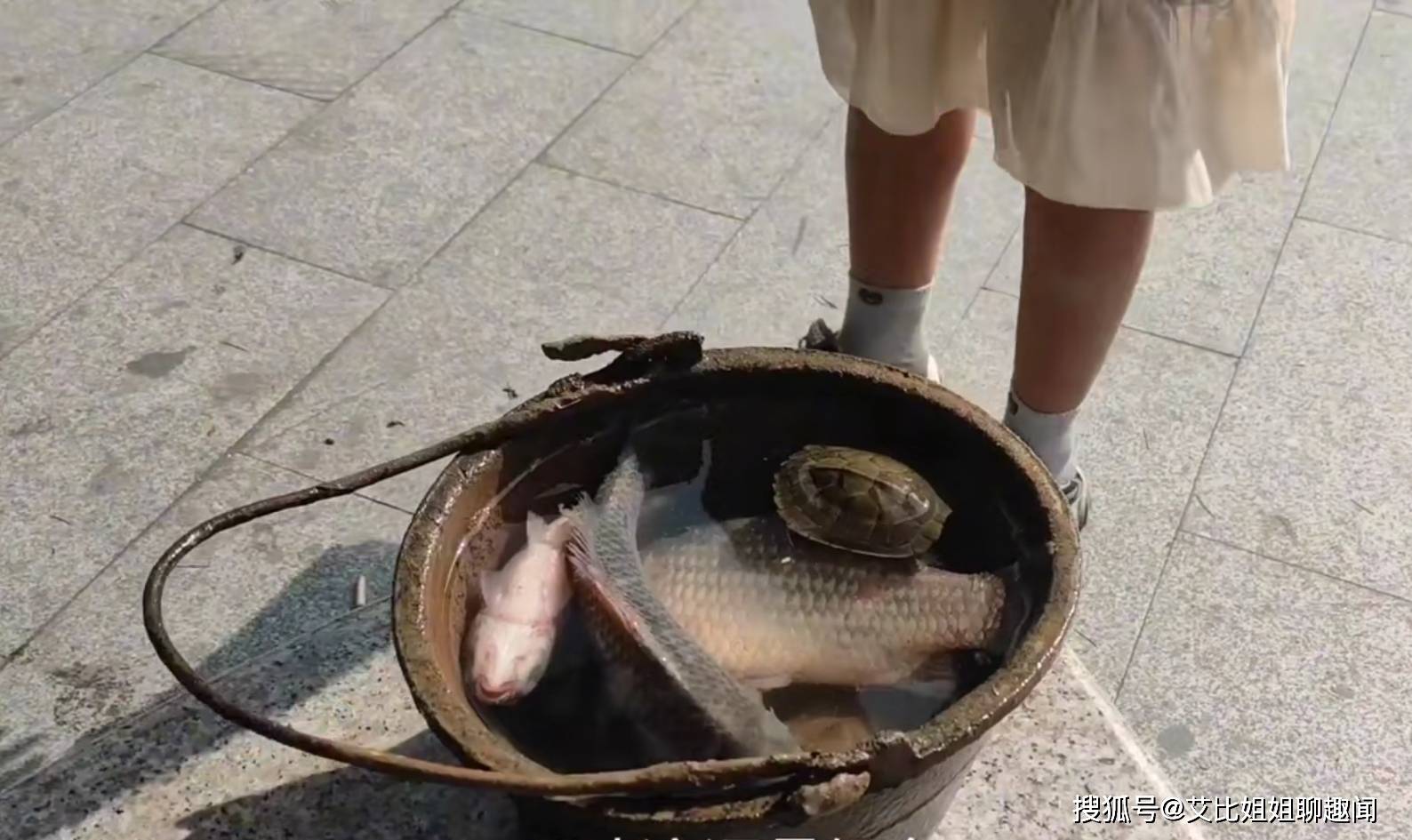 浙江：流浪女下河抓到3条鱼2只乌龟，她很高兴，一只乌龟卖5块钱