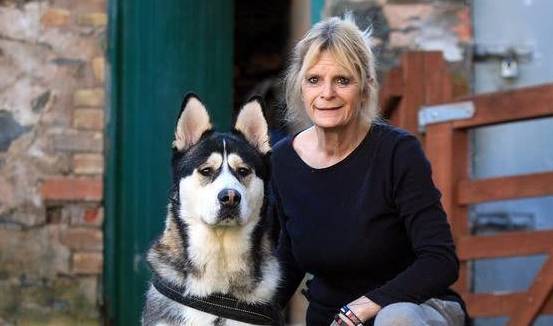 疑犯这二哈实力堪比警犬，却引网友们猜疑，德牧化了二哈妆而已