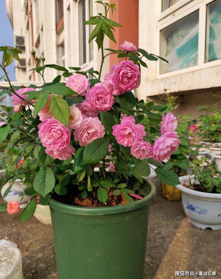 原创稀有玫瑰卡罗拉红艳如火鲜明绚丽好养可以说是养花必备