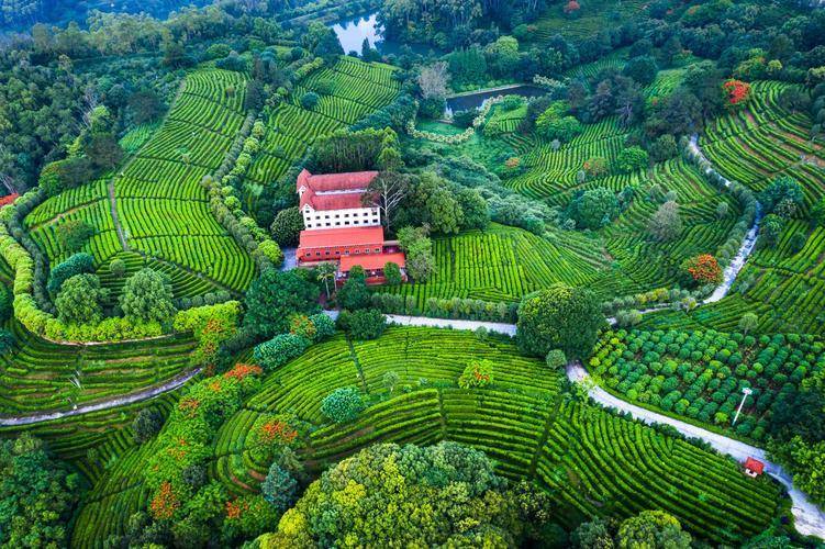 广东一5A景区走红景区以茶文化为主题群山环抱深受游客喜爱(图6)