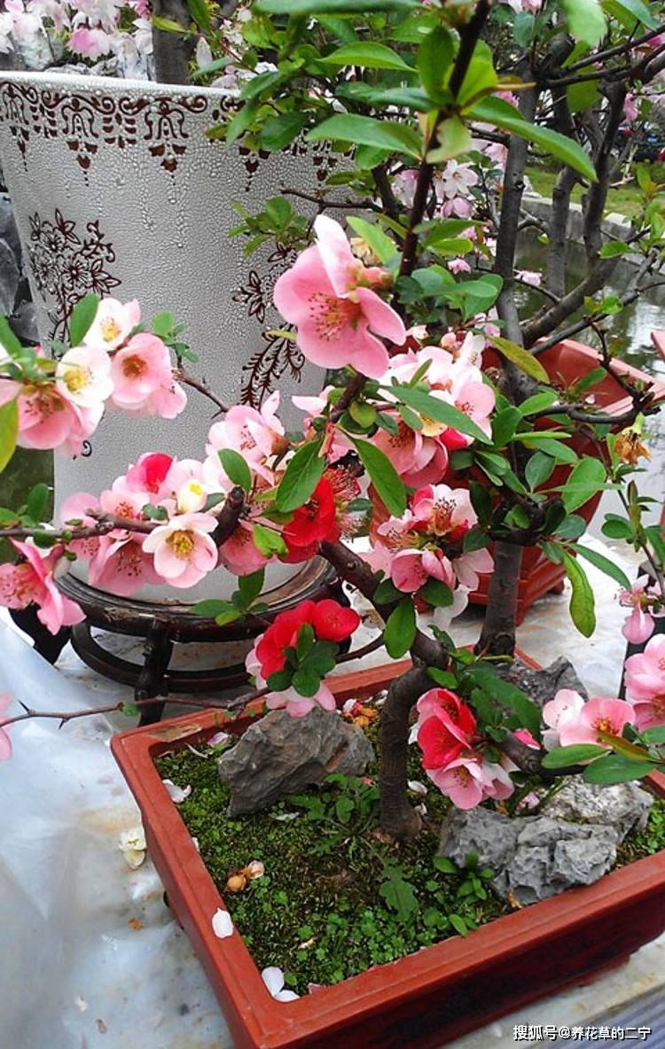 3种 老花树 能活一百年 冬天不怕冷 开满 吉祥花 开花 海棠花 玉树 全网搜