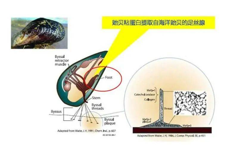 科技国产填充黑科技海魅玻尿酸，线性交联技术你听过没？