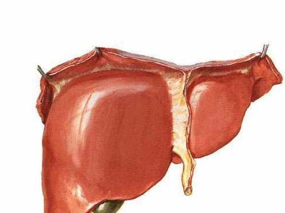 肝脏|“上肢”出现这种征兆，最好去化验一下肝功，肝脏可能“病变”了