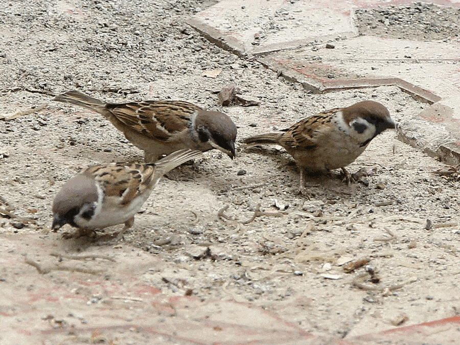原创为何麻雀泛滥却没有人敢抓并无灭绝的风险为什么还要被保护