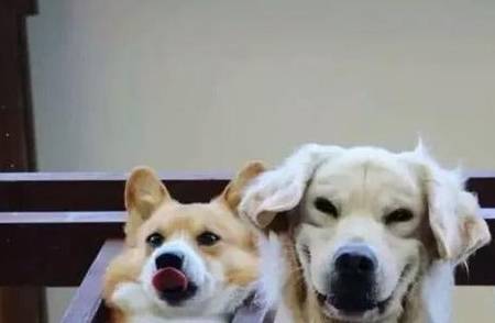 次数|狗向主人示好的几大动作,次数越频繁,感情越深!