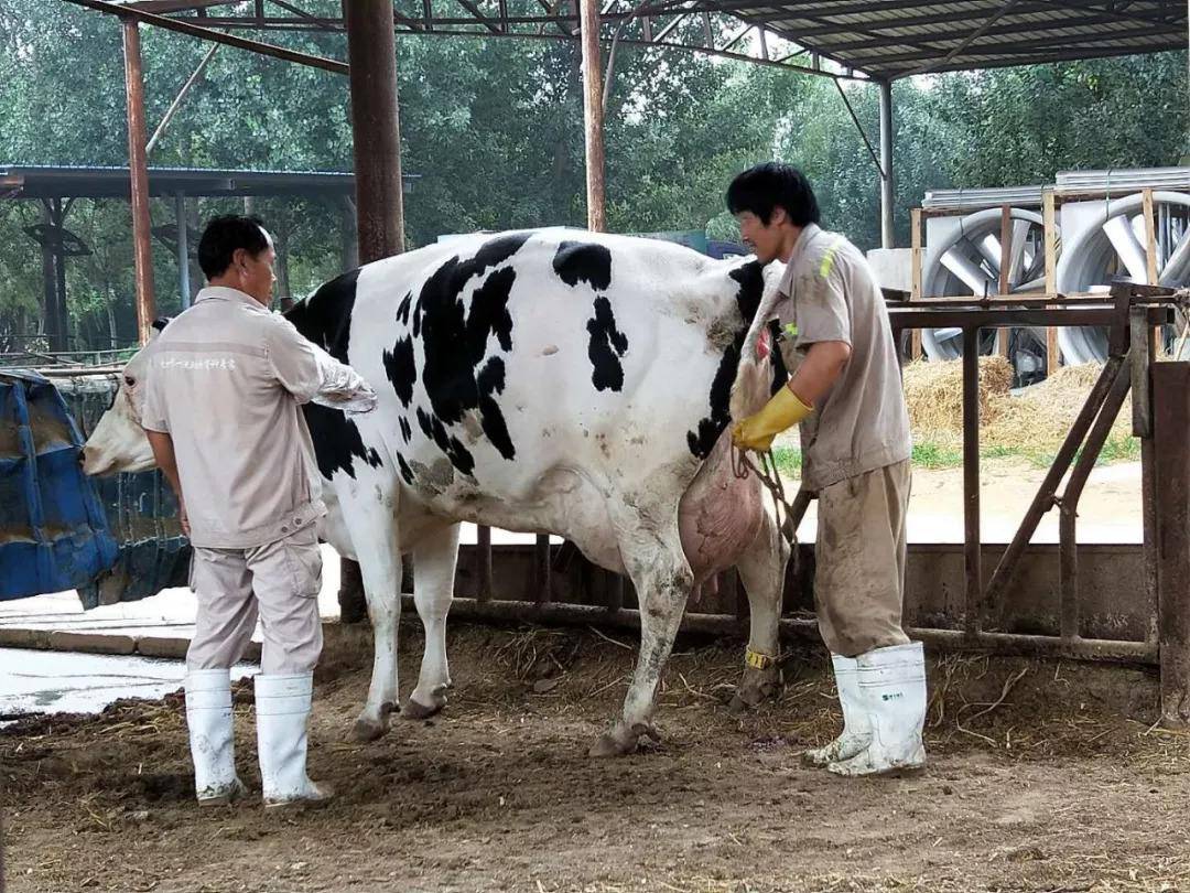 母牛胎衣不下怎么办