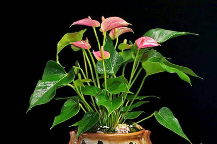 哪些花可以种到花盆里 af68f5e77d72447cb3e0630d0bc5ea14.jpeg