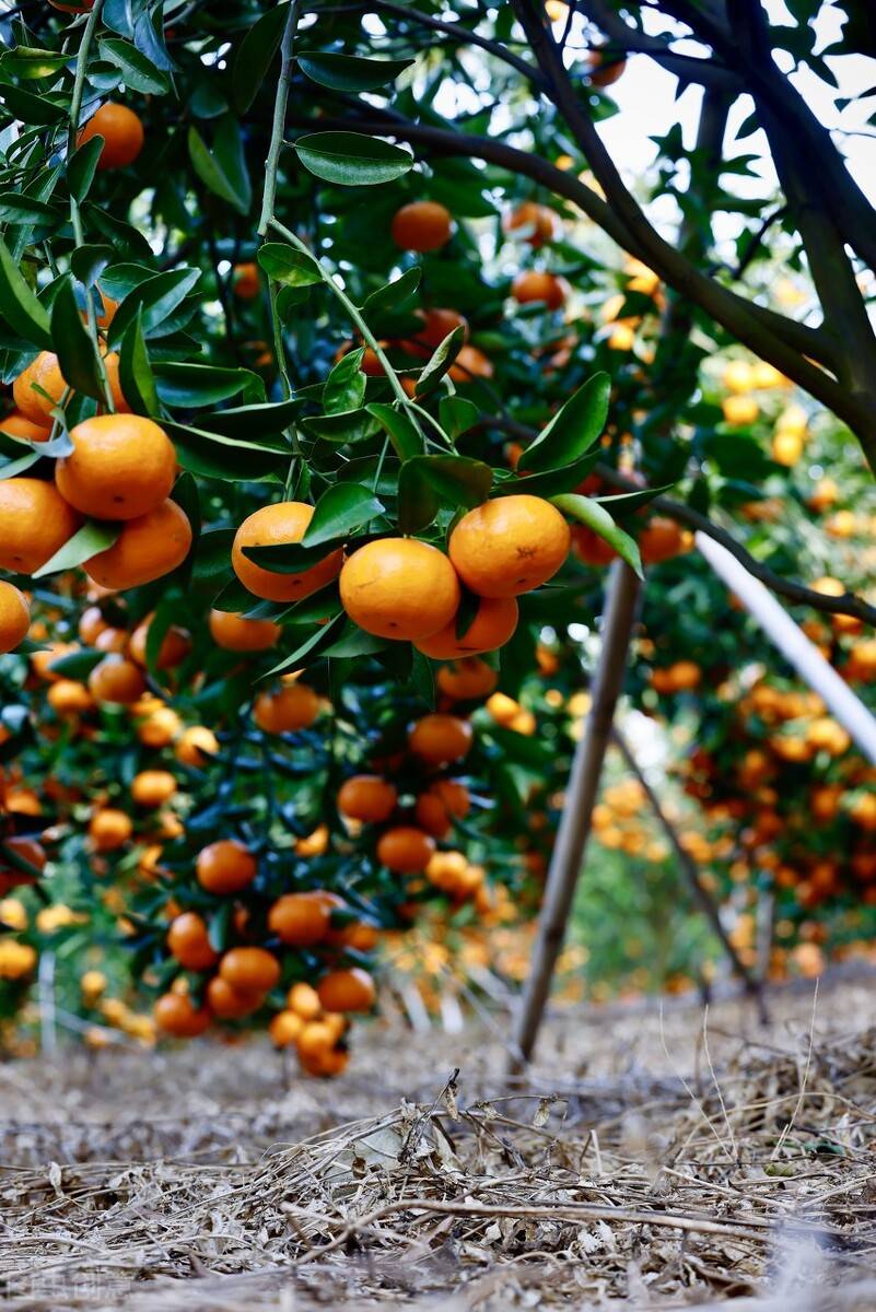 从2009 年开始,沙糖桔原产地的广东受黄龙病打击,种植面积严重萎缩