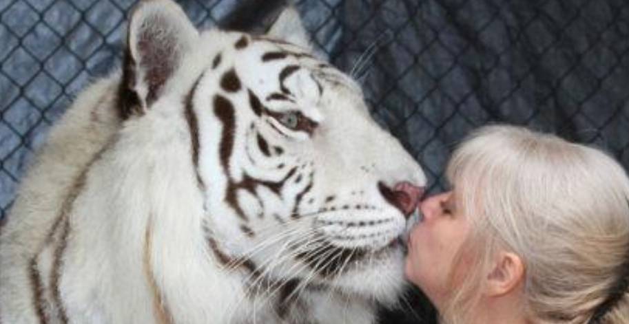 世界上最大的老虎930斤视频 33d43a23fab041199cde03f3e97e463a.jpeg