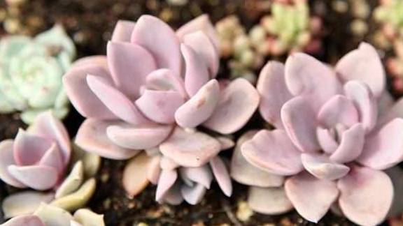 多肉怎么叶插才长得又快又好又密 3fc5016a0c1843419e78cfbcc21bf233.jpeg