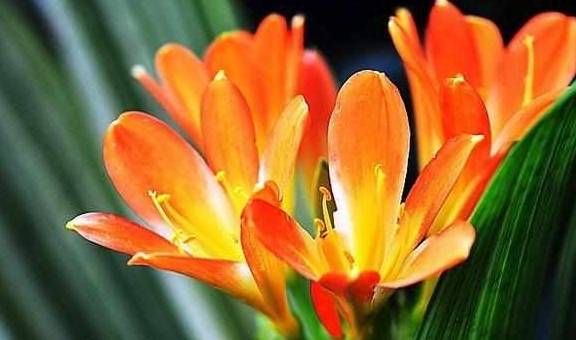 养花不花一分钱 家中这3种废弃物 君子兰用一点 花苞蹭蹭长 药片 肥料 柳树枝