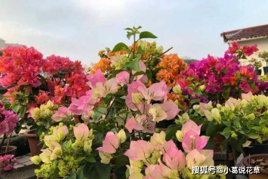 三角梅开花时叶子发黄掉落怎么办 7296c5bb41d7403493e37e656f88d459.jpeg
