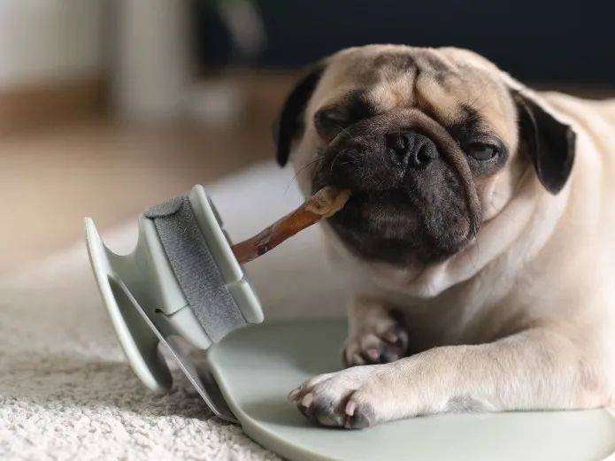 附件|忘情咀嚼，狗狗根本停不下来