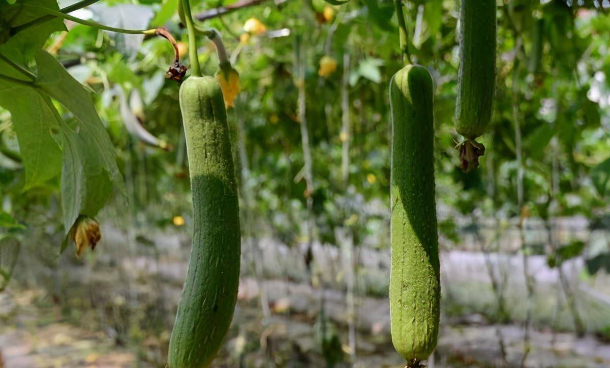 丝瓜的功效与作用能治便秘吗 24de94b78fbf4e0e919edf5e88d3dc48.jpeg