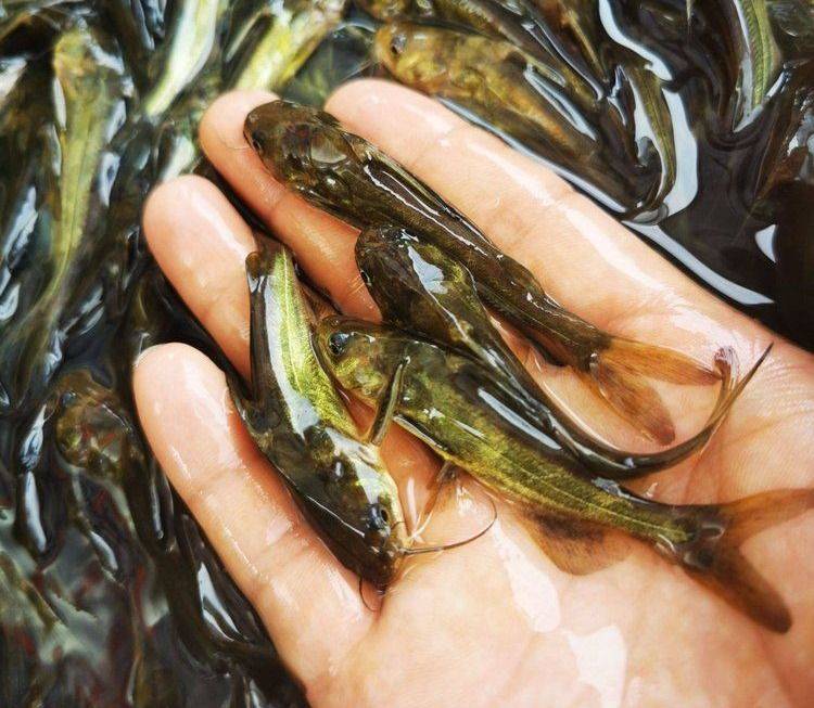 黄骨鱼养殖 黄骨鱼养殖技术及成本