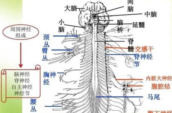 控制|“不痛不痒”的疱疹，却是糖尿病在作祟