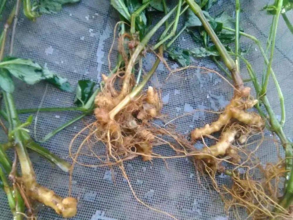 原创俗称金不换曾是民间接骨神药如今成稀罕货老农民才认识