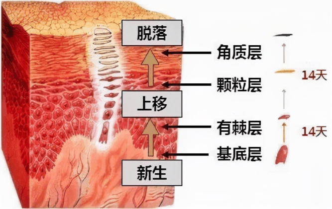 方法去角质有哪些方法，需要注意什么