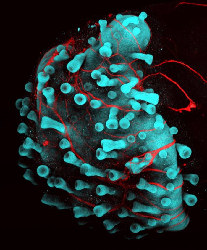 头发|实验室培育的毛发细胞可能即将问世来治疗秃头