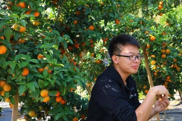 暖锋计划助力云南富宁县乡村振兴，高顿教育砂糖橘项目“种”出成果！