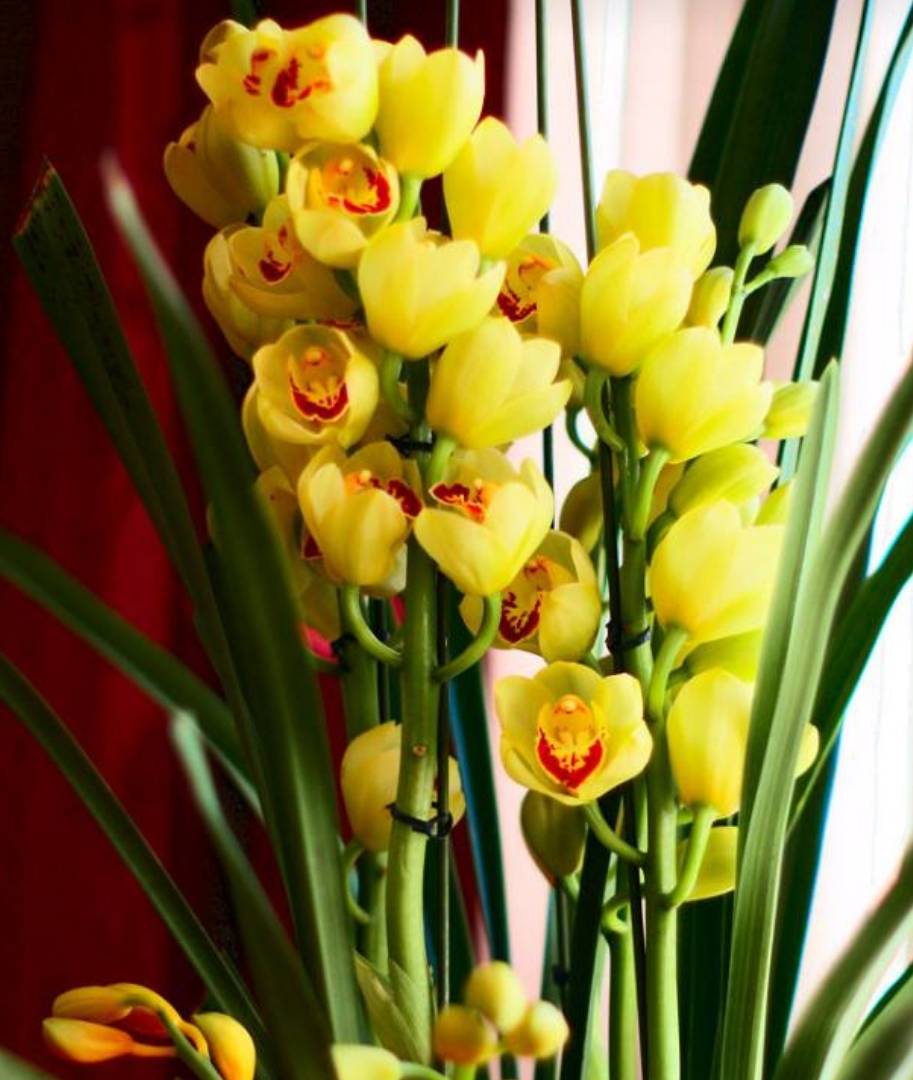 大花蕙兰怎么养(大花蕙兰怎么养家庭养法) - 0415花卉网