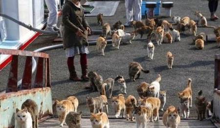 日本最特别的岛屿：拥有五万只猫咪，不仅能抓老鼠还能下海捕鱼