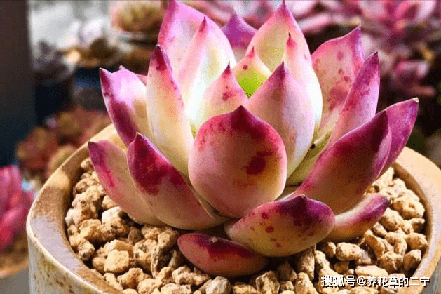 6种 垃圾 不要扔 拿来养花效果棒 省下一笔钱 废物又利用 花盆 土壤 茶叶末