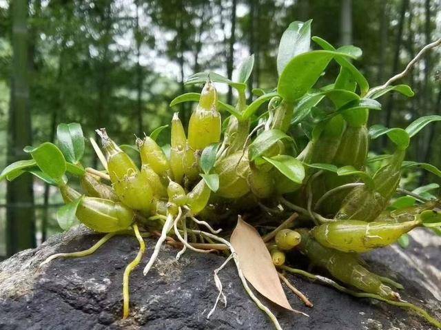 霍山石斛:真那麼值錢嗎?_種植_價格_種苗