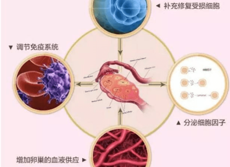 脸部大揭秘：干细胞可用于面部抗衰吗？干细胞脸部注射安全吗？好好看看！