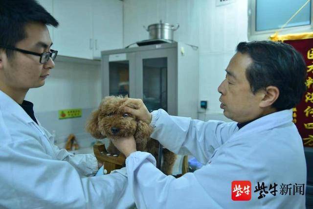 治疗|南京农业大学教授专为动物“望闻问切”