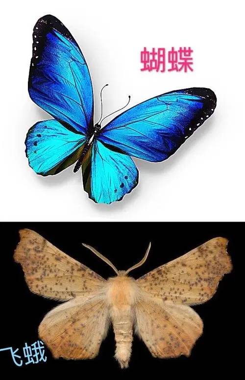 学习强国四人赛解析之105|上新"蜻蜓点水"等35题(上)_蝴蝶_蛾子_答案