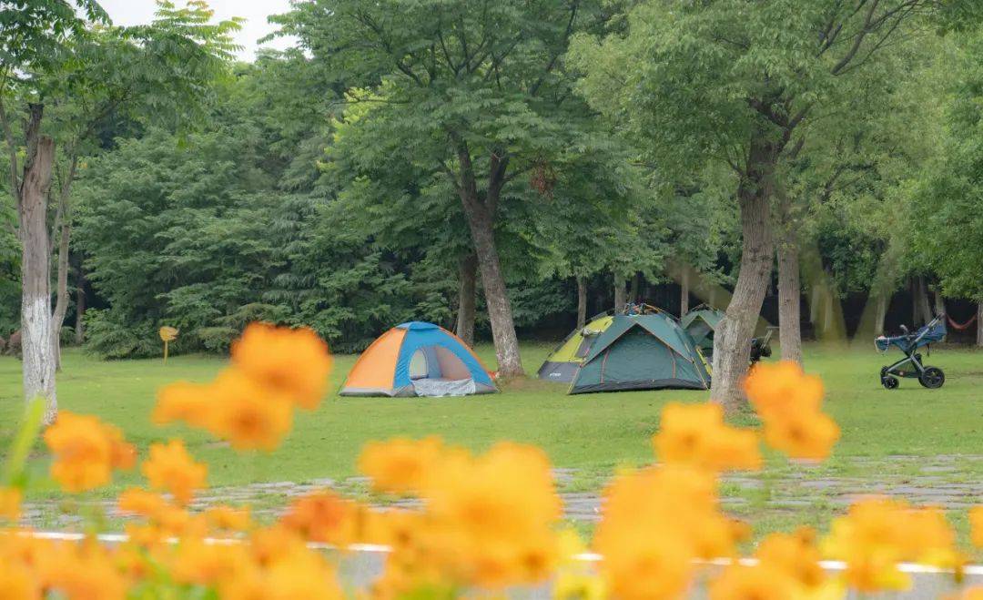 深圳这22个公园可以搭帐篷了!_草坪_广场_区域