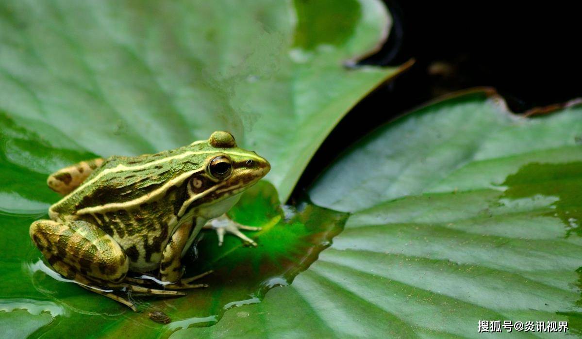 什么是青蛙 89aa6f3ef84542ecb7584b5d605679e1.jpeg