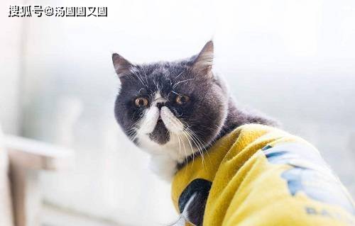 98a7426e8f0e45ce94396cf31fee237d.jpeg