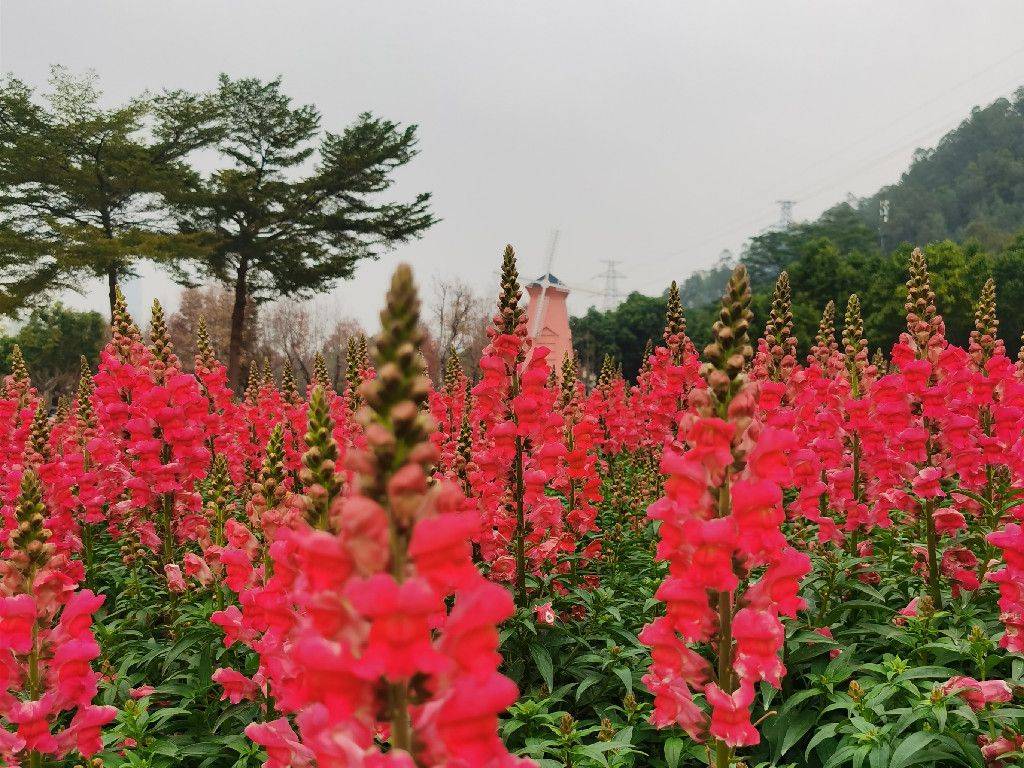 順峰山公園的金魚草花海已綻放今年春節的顏值擔當就靠它了