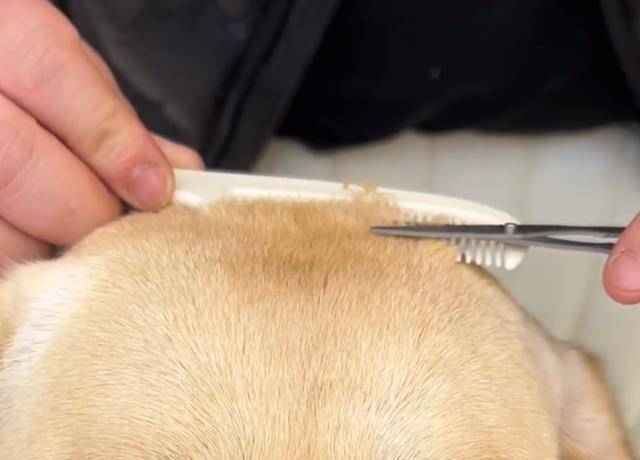 如何给狗狗剪发 064d171b80d14b23914a178ad956d1c3.jpeg