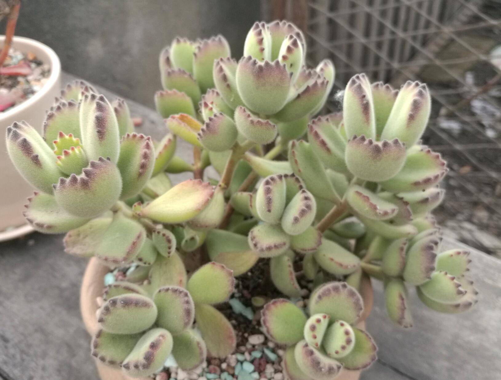 可爱又好养的萌萌哒多肉植物熊童子 黄熊 白熊 爪子