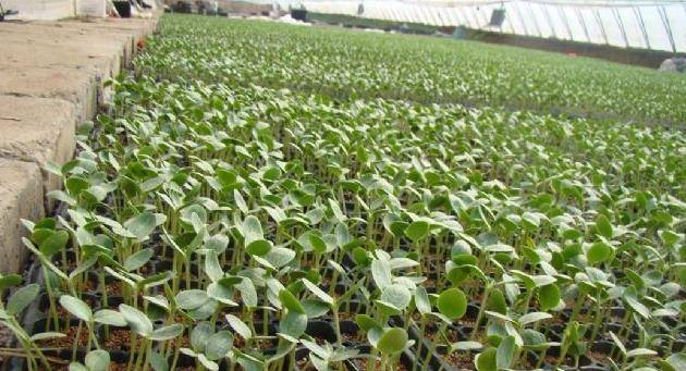 西瓜怎么育苗最好 aa927afe50ad4427a96593ad9fa99f0d.jpeg