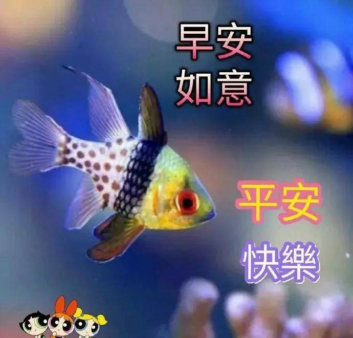 寒冬最新版早上好动态图片大全,早安祝福语短信句子集锦_人生_鲜花