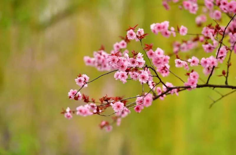 什么是红颜知己意思是什么 8a69f2d26ed5438c88f1f3a267033be7.jpeg