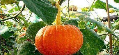 怎么晒南瓜片才好 90eff1e600c94a4dad865bf8ba6044b2.jpeg