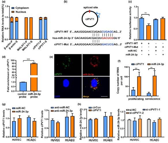 一区，IF=9.3|云序客户Aging Cell揭示circRNA调控内皮细胞衰老的分子机制
