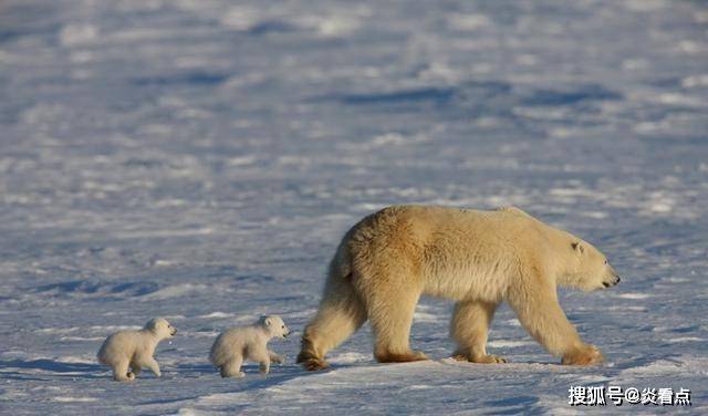 原创北极熊饿得皮包骨头，北极就要融化了，能不克不及把北极熊移民南极？