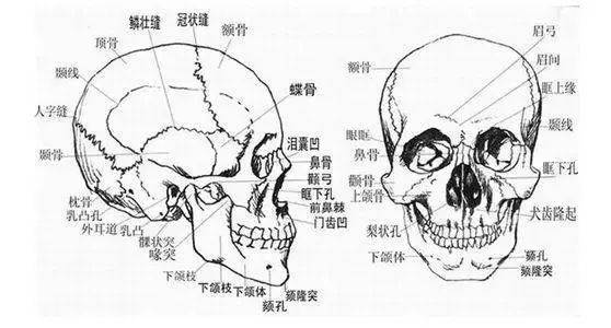 下巴霸屏朋友圈的“骨相美” 面部设计法 | 咨询师必备