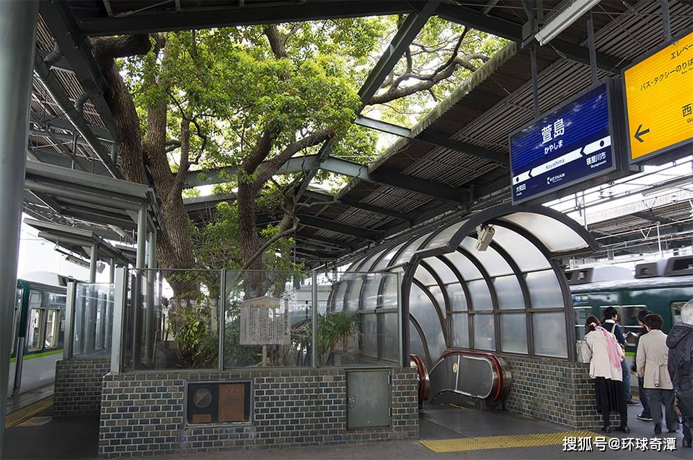 日本有棵700年的樟树无人敢动，火车站只好建在它上面