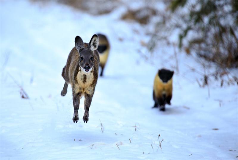 陕西汉中发现2只黄喉貂，合伙追捕林麝，上演雪地追逐大戏