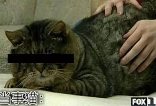 房主当初兴高采烈领养狸花猫的他们，都后悔了