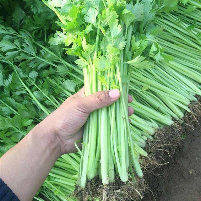 现在种什么青菜长得快 e734385b638a43bb8d5b4bcb8b1e9ccc.jpeg