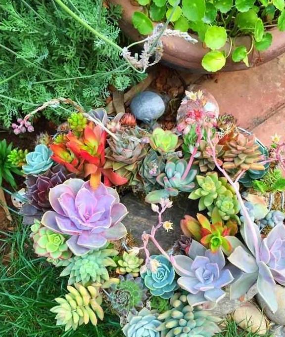 开花就死 的多肉真不少 看见花芽及时剪 不然立马死翘翘 进行 花苞 修剪