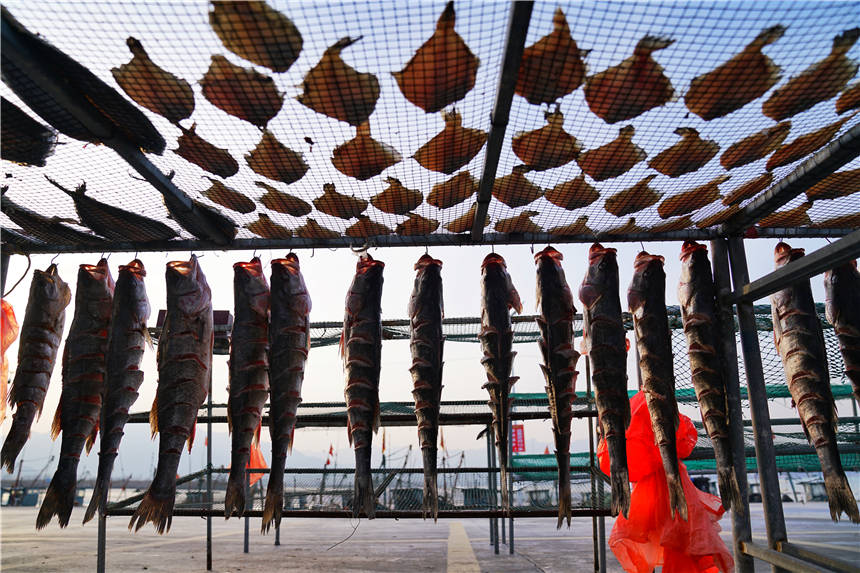 场面|青岛有个网红渔码头，600年历史，晒鱼场面壮观，每年都会上央视